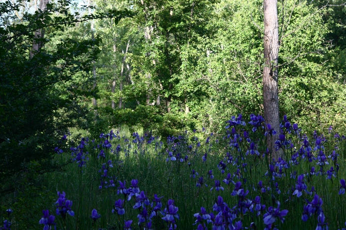 iris e farfalle bis